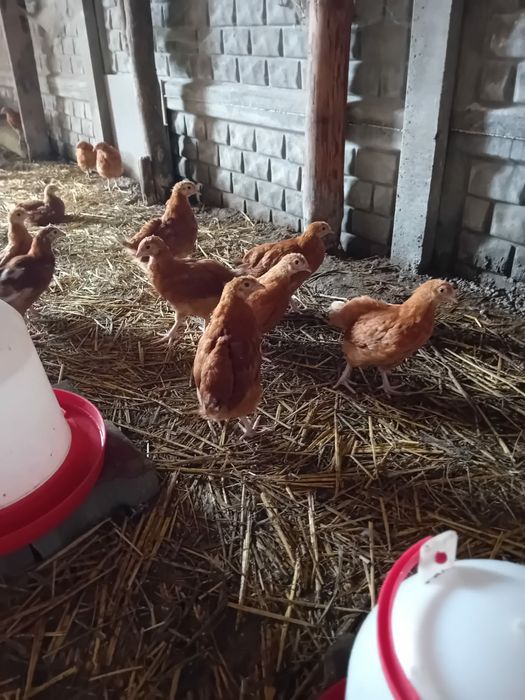 Kura kury Rosy 10-tygodniowe naturalne ekologiczne