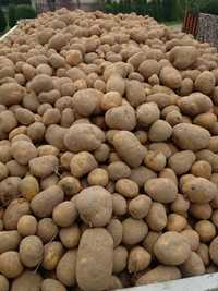 Ziemniaki wielkość sadzeniak i jadalne
