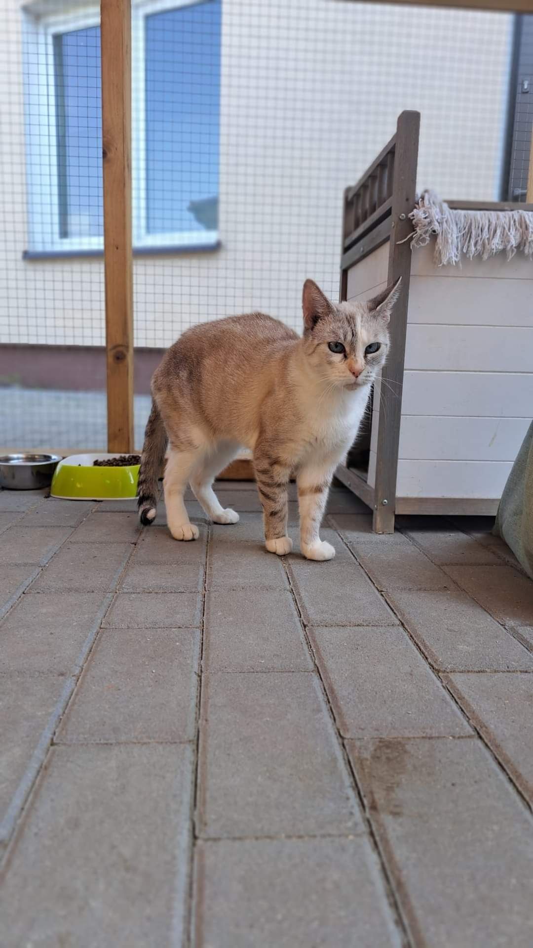 Lona czeka na domek!
