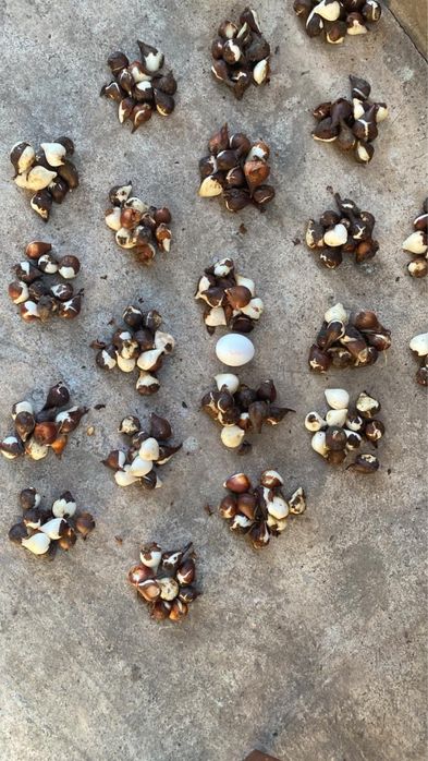 Продам луковиці червоних ʼбархатнихʼ тюльпанів.