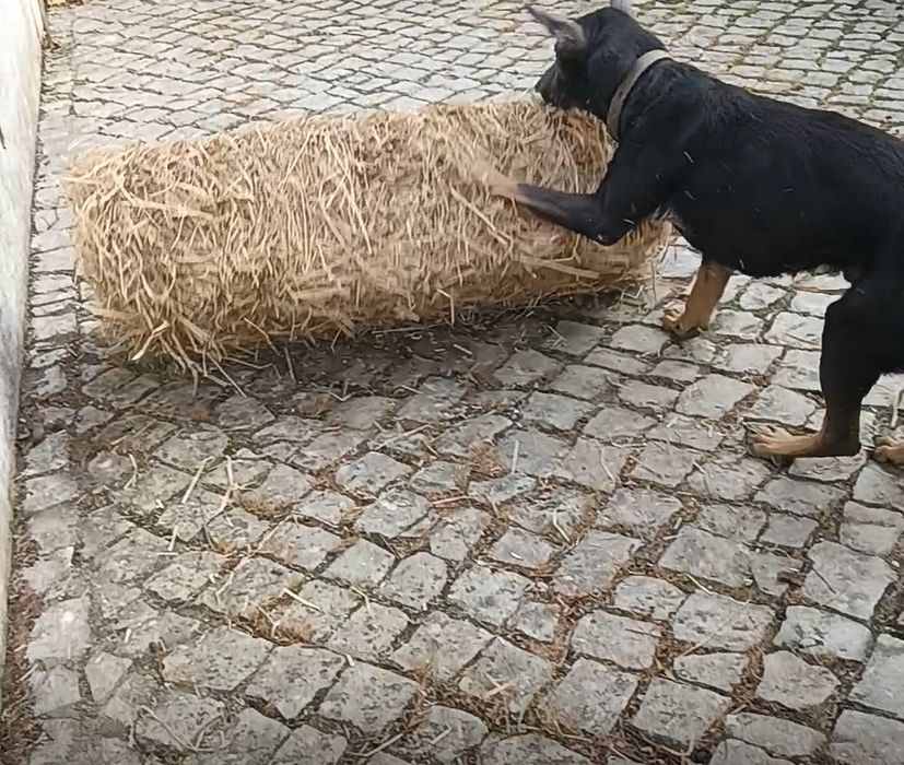 Wolfdog checo X pastor belga