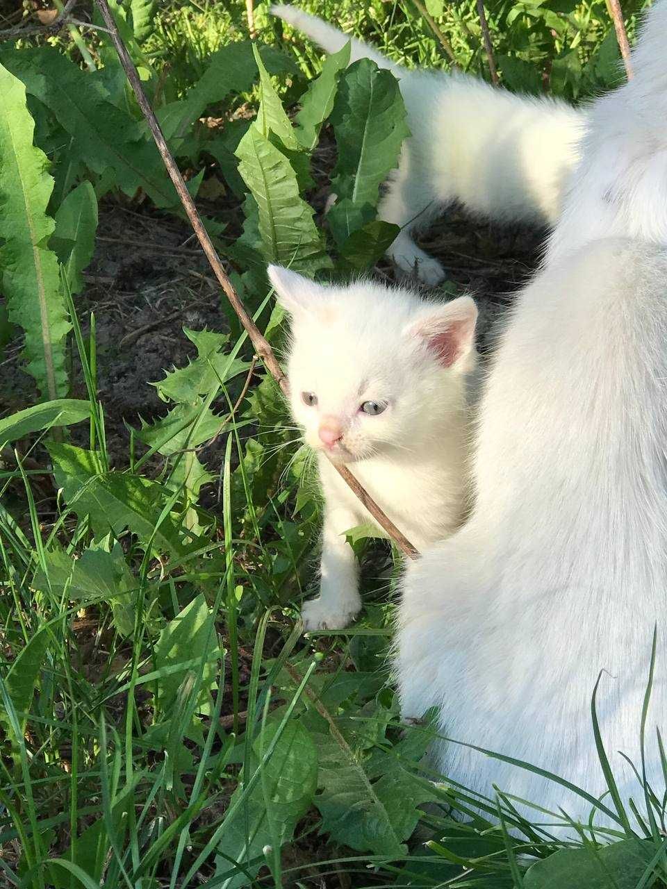 Котенята шукають родину