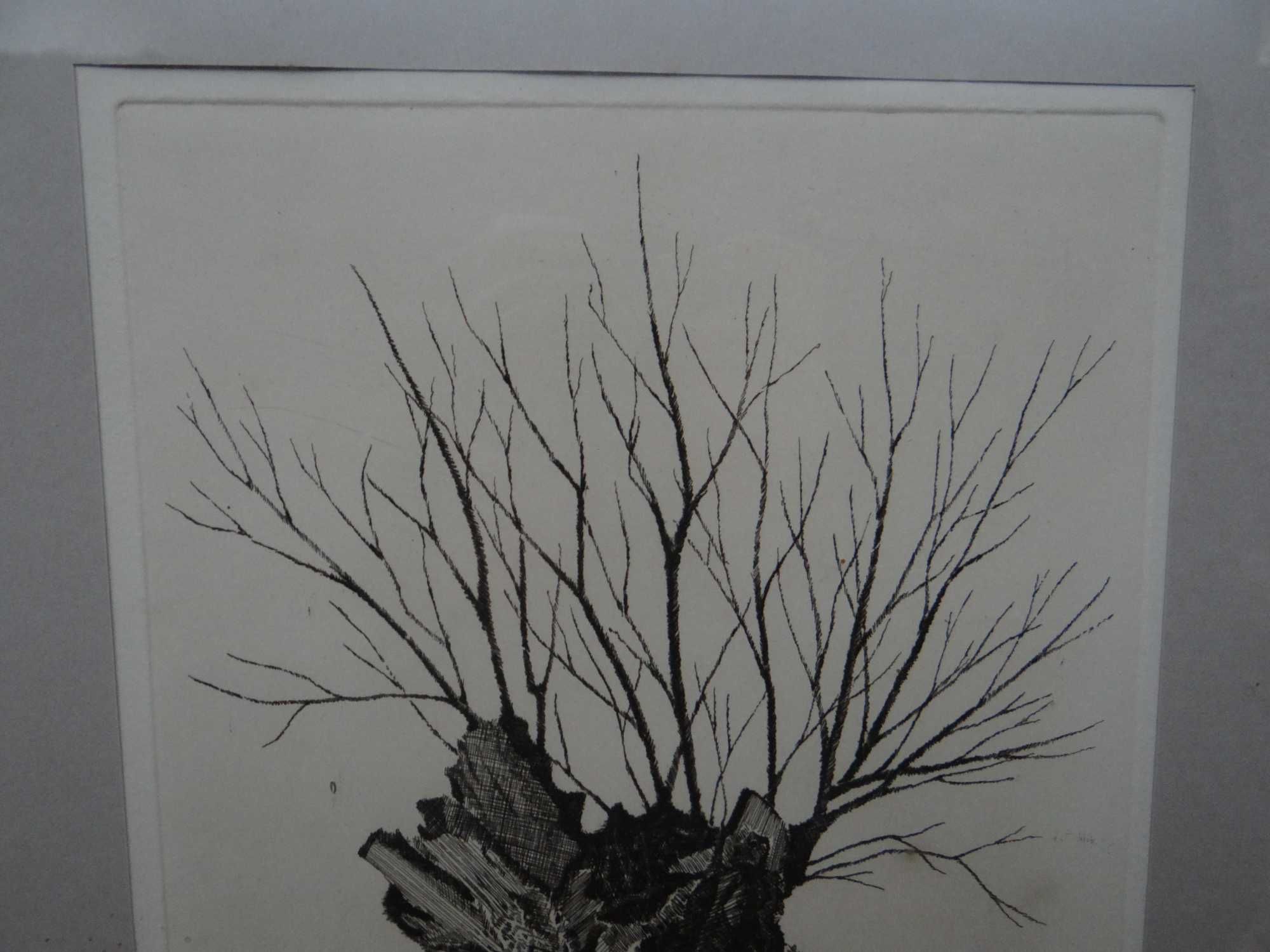 Obraz, akwaforta '' Drzewo " odbitka H.C. sygnowana