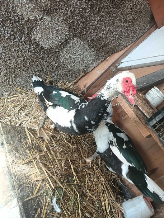 2 kaczory wyklute w kwietniu