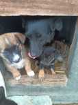 Pieski do adopcji