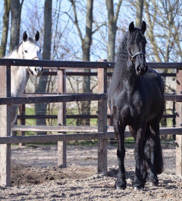 Продам лошадь Фриз кобыла Силка