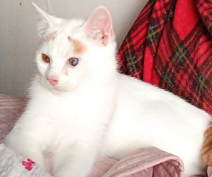 Albinek czeka na dom.