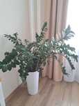 Duży Kwiat Zamioculcas