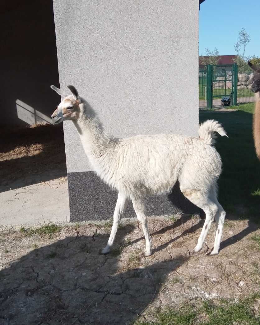 lama samiec sprzedam
