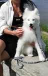 Samoyed szczenię śliczny samiec rasowy samoyed