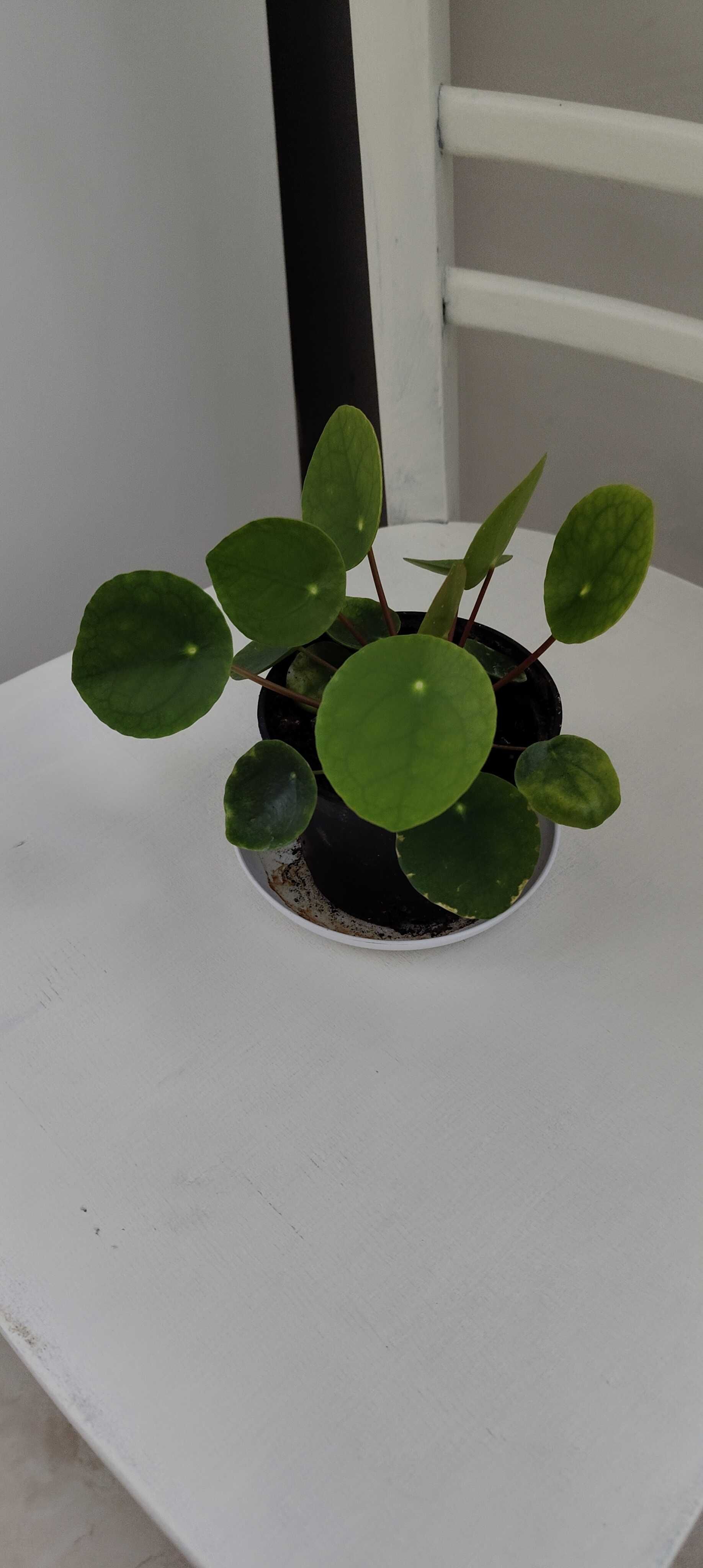 Kwiat pilea pieniążek