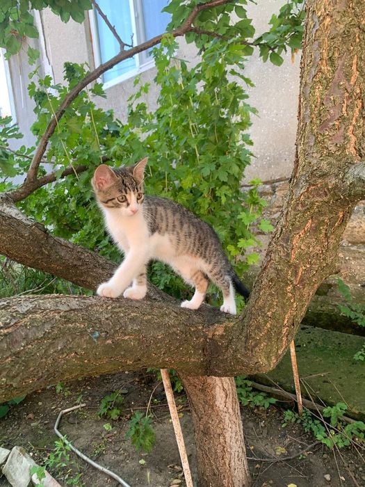 Отдам котика в добрые руки