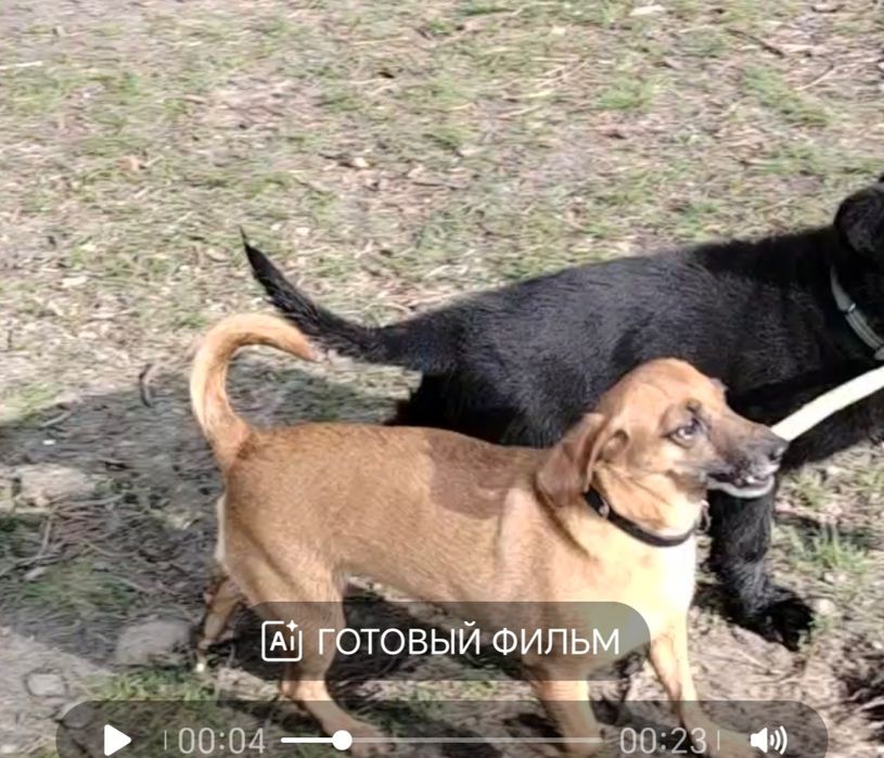 Потерялась собака