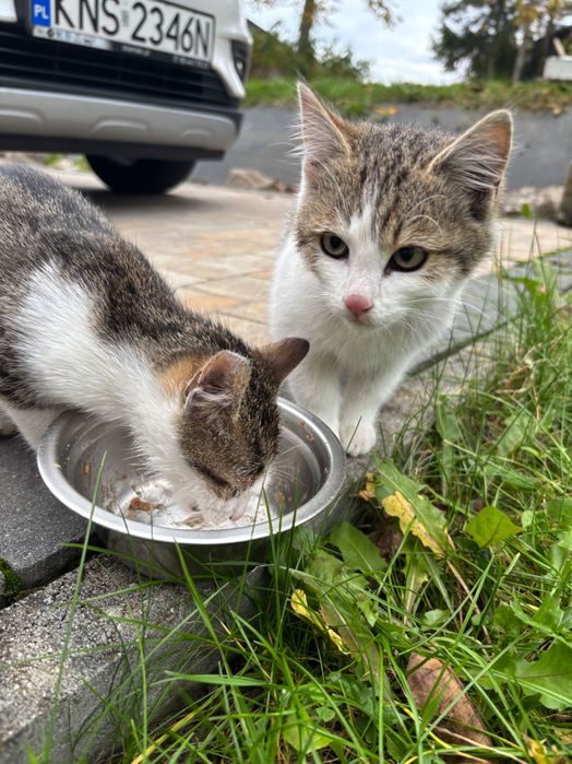Kotki do adopcji