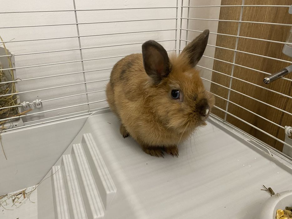Декоративний кролик разом з кліткою