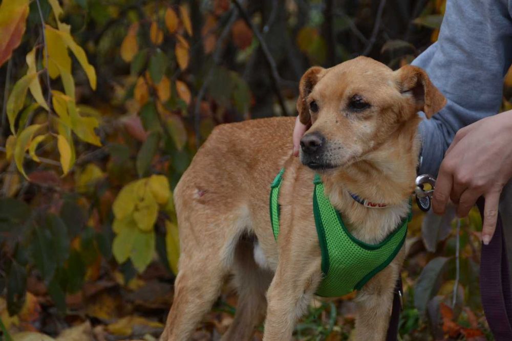 Piotruś Pan - starszy piesek prosi o dom ADOPCJA