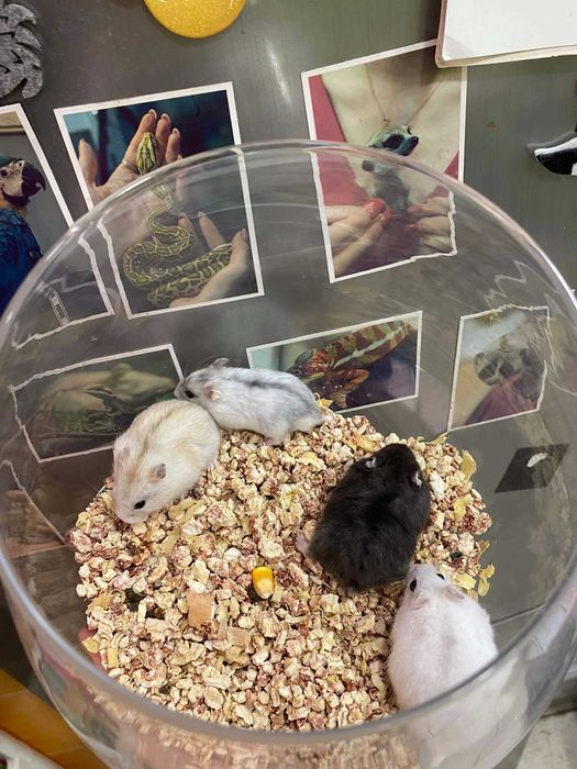 Хомяк джунгарский - різнокольорові джунгаріки хомяки