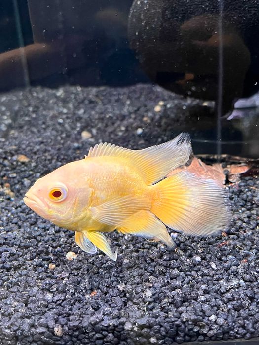 Pielęgnica Pawiooka dwie odmiany