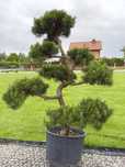 BONSAI - Formowane krzewy ozdobne / Wysoka jakość!