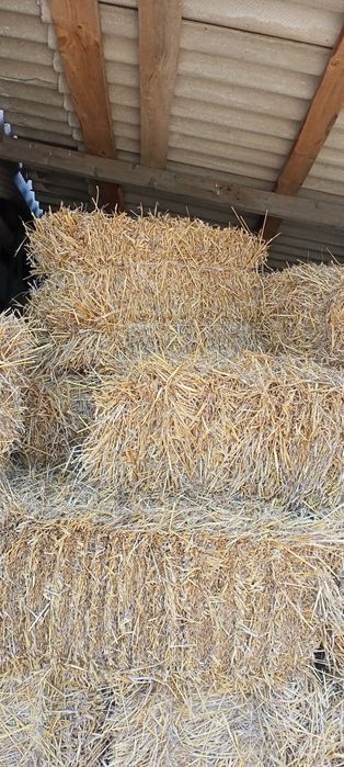 Продаю яру ячмінку, січку ,солому.