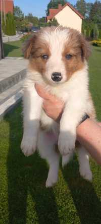 Szczeniak Border collie