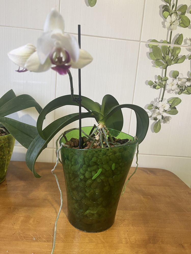 Распродажа Орхидей!.  Орхідеї. Продам красивые орхидеи.