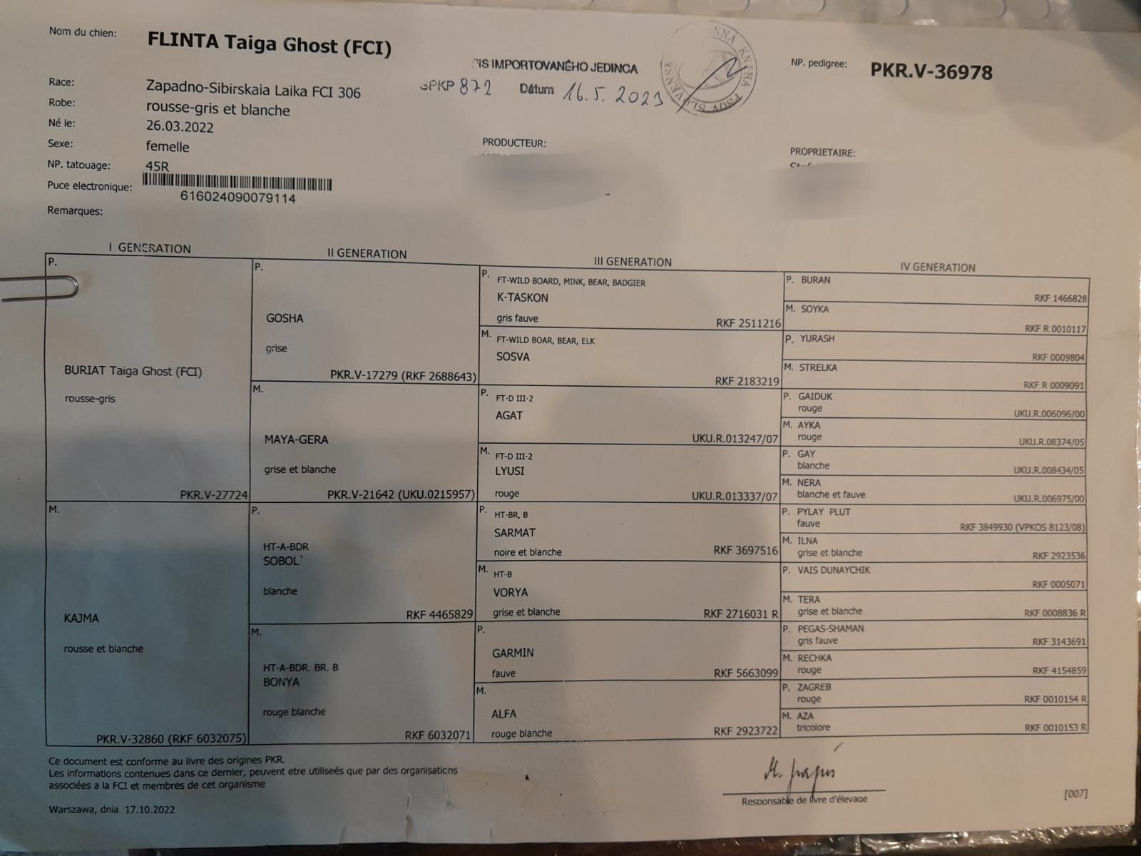 Suka Łajka zachodnio-syberyjska ZKwP FCI