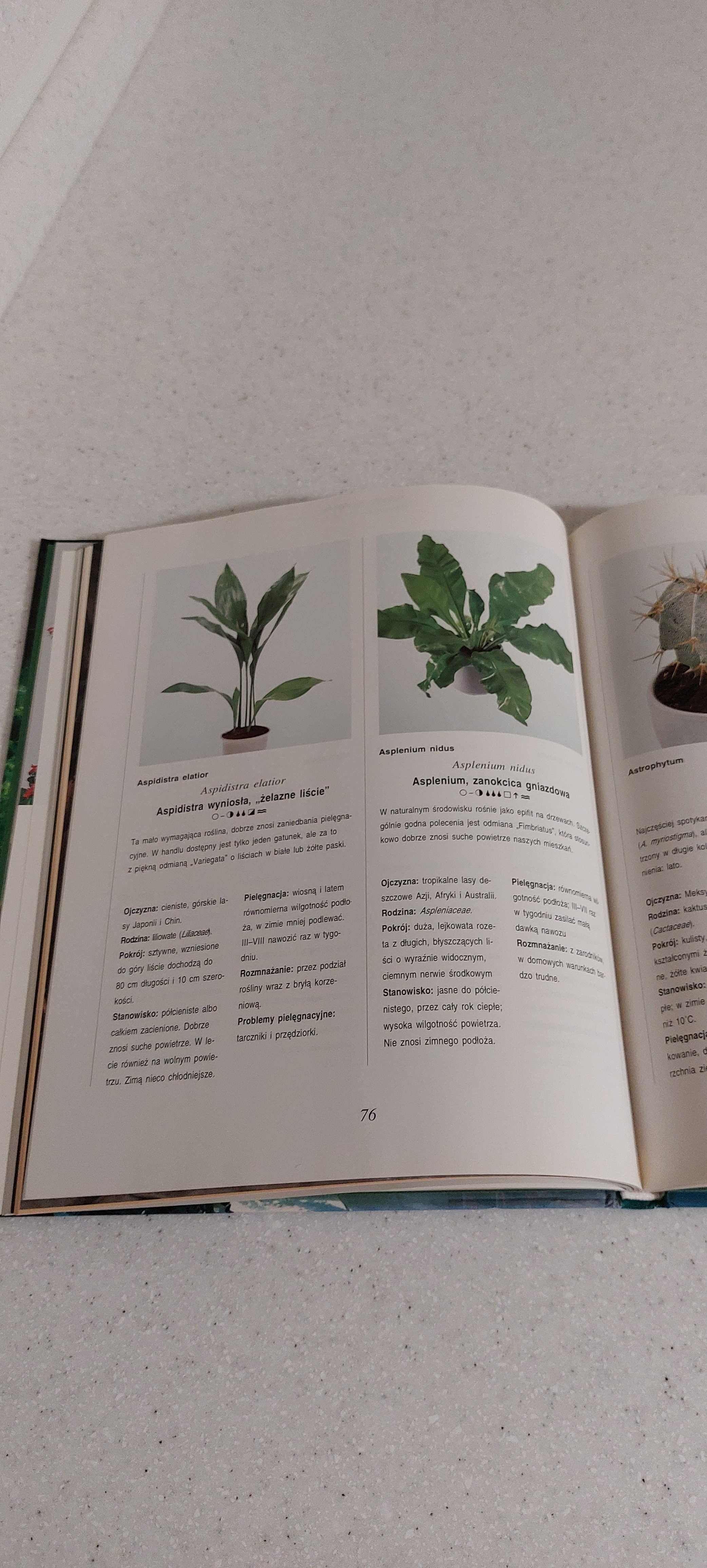 Książka o pielęgnacji hodowli roślin domowych "Mieszkać wśród zieleni"