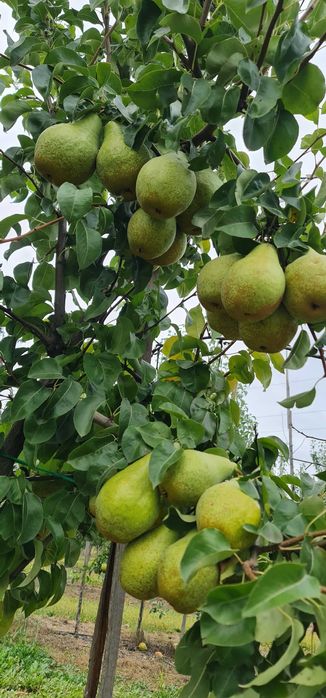 Продам груші сорту Нояберська