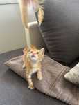 Rudy kotek do adopcji