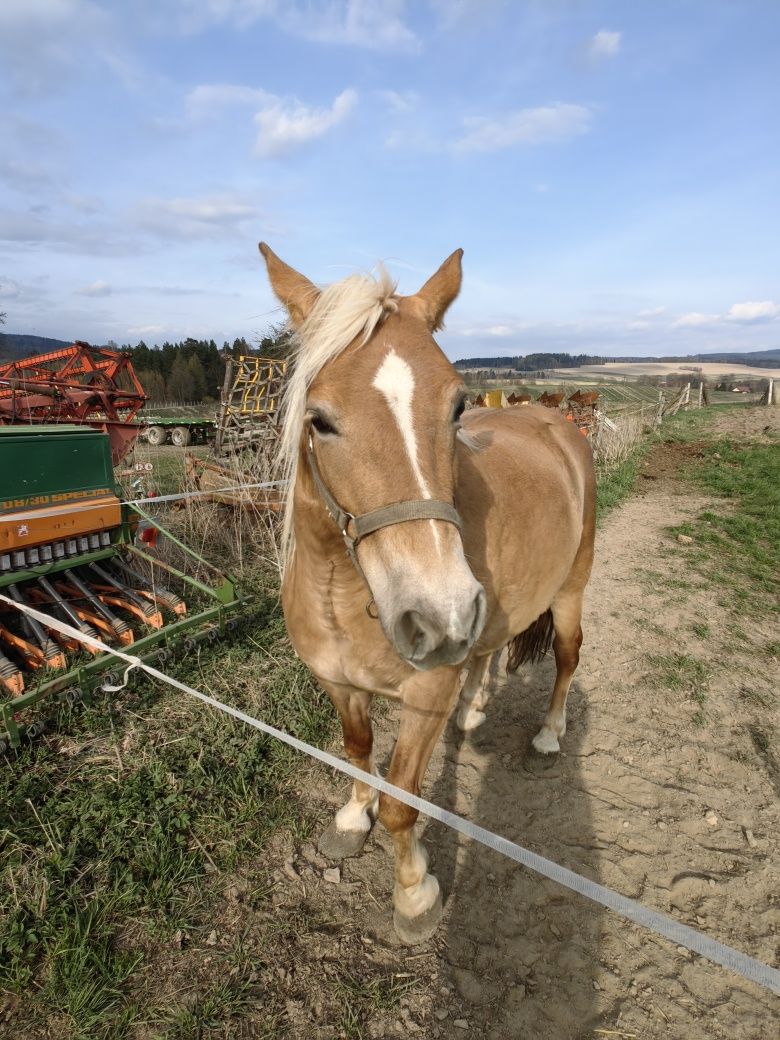 Koń rasy Haflinger