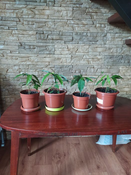 Личи саженцы плодоносящие