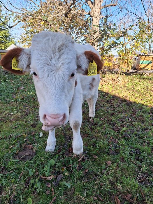 Jałówka białoczerwona