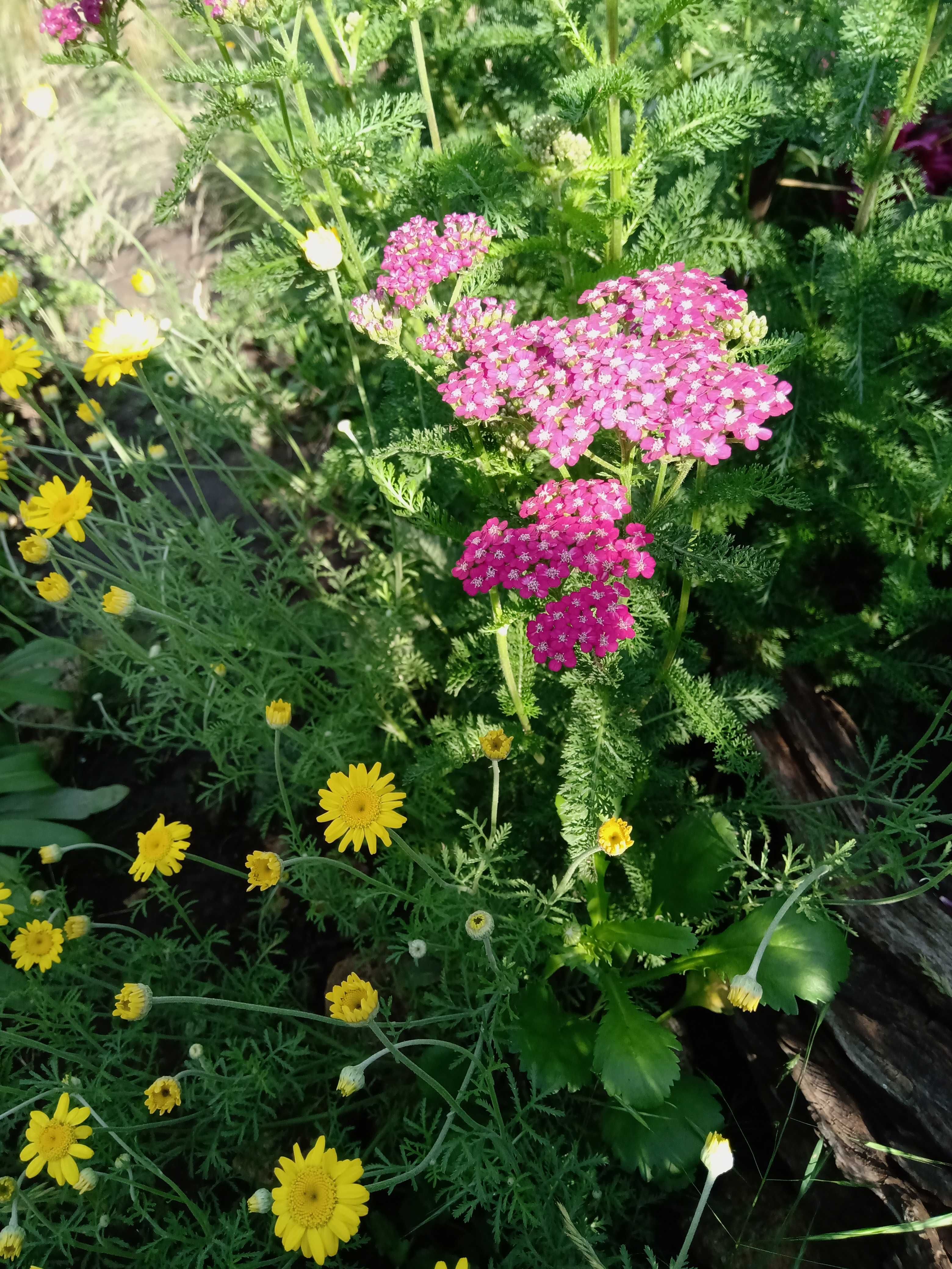 Цветы малоуходный сад