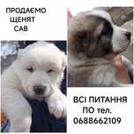 Продаємо щенят САВ