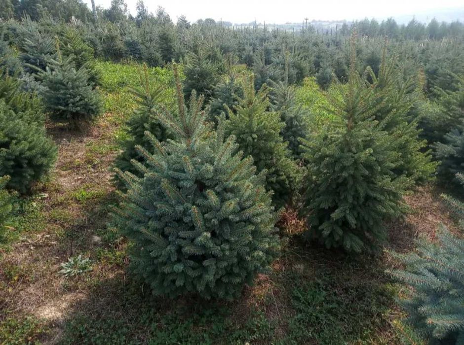 Świerk srebrny,serbski, jodła kaukaska, koreańska, tuje,sadzimy, dowoz