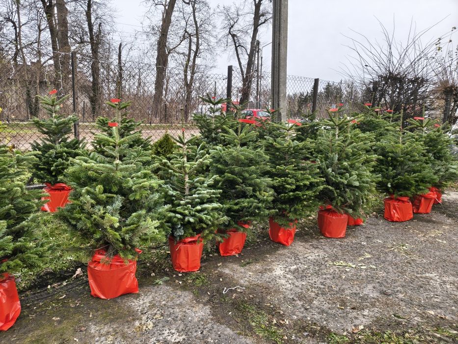 Choinki jodły w doniczce 150cm dostawa Puławska 416
