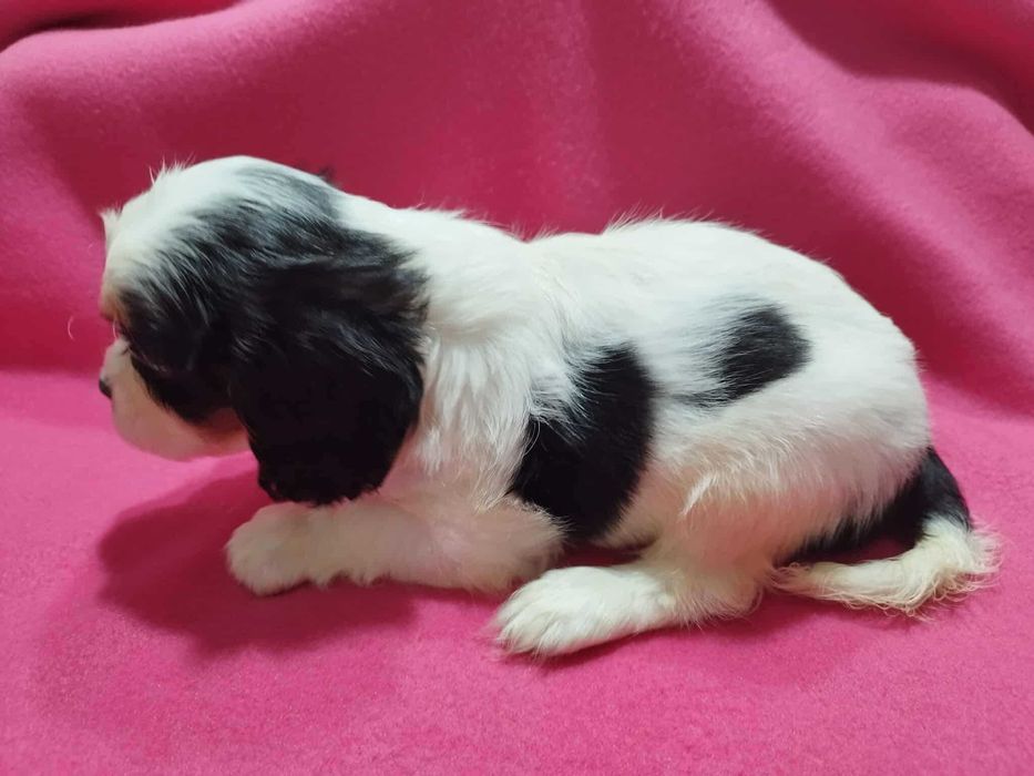 *** Cavalier King Charles Spaniel Malutki Chłopczyk ***