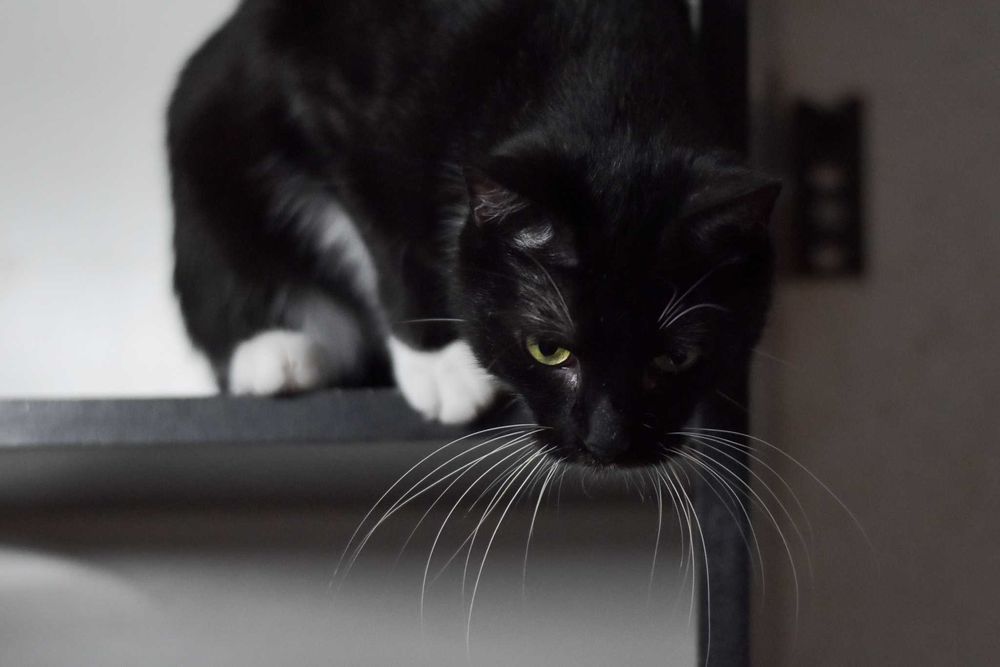 Tarkek - elegancka koteczka do podziwiania | do adopcji za darmo