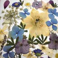 Suszone kwiaty prasowane- zestaw niebieski