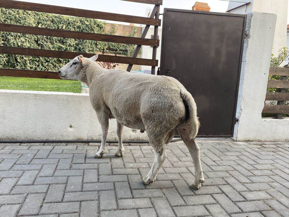 Casal de ovelhas Texel