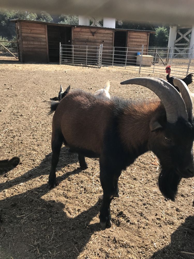 Cabras anãs puras