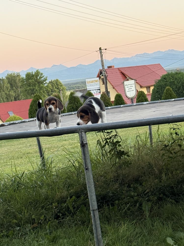 Piękna sunia beagle