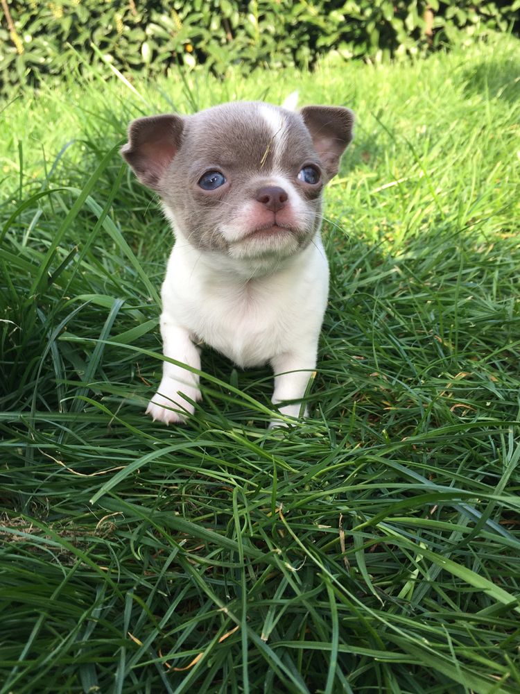 Chihuahua cudowny chłopczyk z niebieskimi oczami