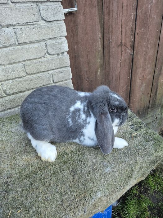 Sprzedam barany francuskie