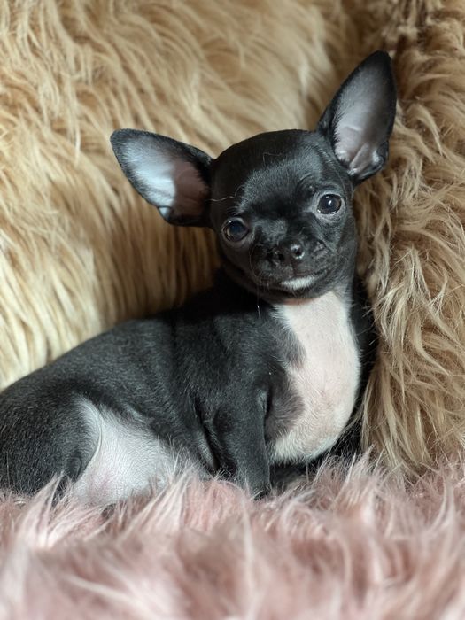 Chihuahua śliczna suczka