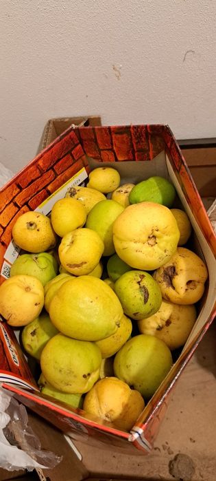 Sprzedam owoce pigwy z własnego ogródka 3 kg
Nie pryskane. Odmiana rod