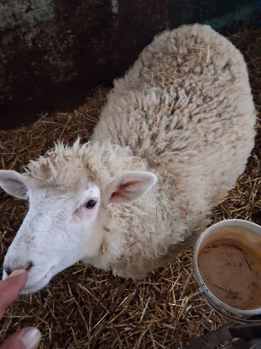 Owca merynos wiek 9 miesięcy