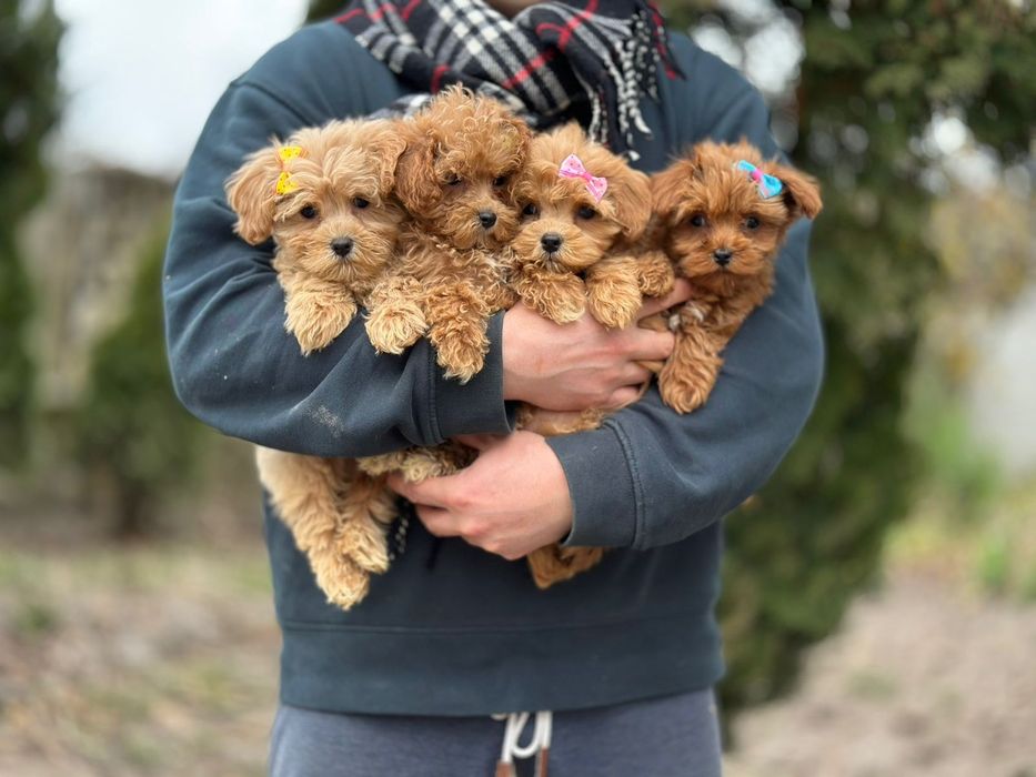 Красивий букет з цуценят мальтіпу. Мальтипу *