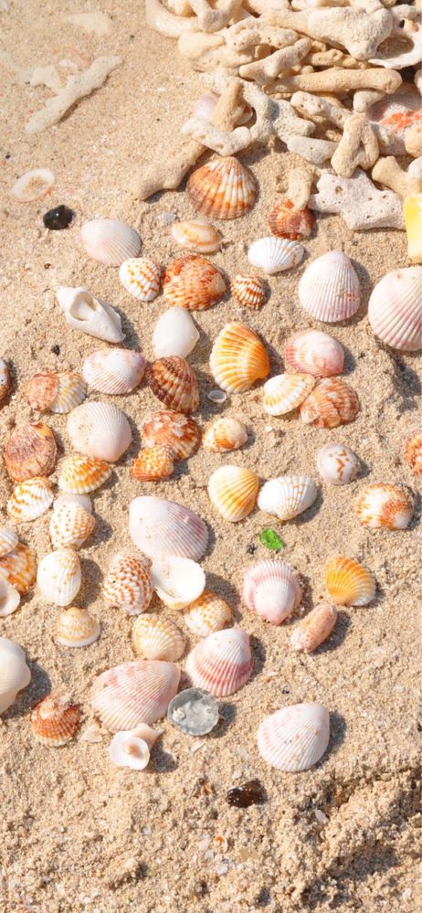 Muszle muszelki z plaży w Dubaju